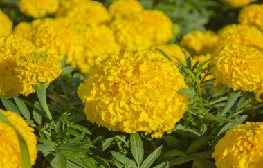 Bahçedeki Parlak Sarı Marigold Çiçeği 'nin yakın çekimi. Parlak sarı kadife çiçekleri güneş ışığında çiçek açar. Canlı Doğa arkaplanı.