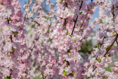 Güneşli arka planda pembe renkli Sakura çiçekleri. Sakura 'nın çiçek açan dallarıyla güzel bir bahar arkaplanı. Sakura çiçek açma mevsimi.