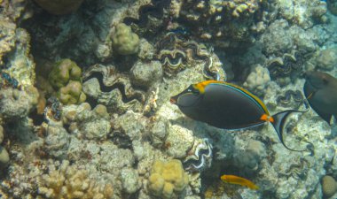 Mercan resifinde yüzen turuncu omurga unicornfish (Naso lituratus). Sağlıklı mercan resifinde sualtı fotoğrafçılığı. Sucul yaşamı.