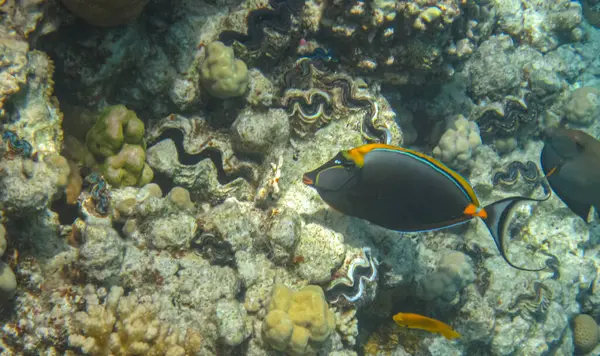 Mercan resifinde yüzen turuncu omurga unicornfish (Naso lituratus). Sağlıklı mercan resifinde sualtı fotoğrafçılığı. Sucul yaşamı.