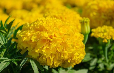 Yakın plan sarı kadife çiçeği (Tagetes erekta). Meksikalı, Aztek ya da Afrika kadife çiçeği. Sarı Marigold Çiçeği dokusu. Fransız Marigold, Tagetes patula çiçeği.