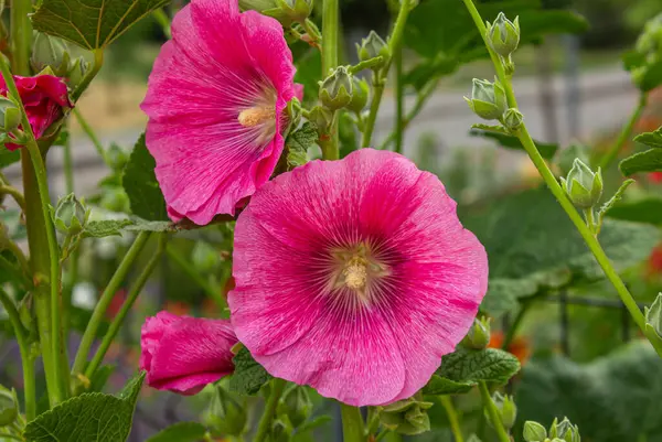 Canlı pembe bir Alcea Rosea 'nın (yaygın Hollyhock) tam çiçeklenme hali. Alcea Rosea, Malvaceae familyasından bir çiçektir..