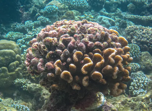 Okyanusun altındaki mercan, Pocillopora yani Karnabahar Mercanı, Güney Pasifik, Fransız Polinezyası.