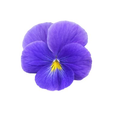 Yakın plan parlak mavi nonoş kafası beyaz arka planda izole edilmiş. Çiçek açan Viola fabrikası tasarım için elementi kesti.