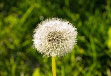 Beyaz karahindiba çiçeği bulanık arkaplanı kapatır. Yumuşak karahindiba kafası. Beyaz karahindiba çiçeği. Doğa arkaplanı.