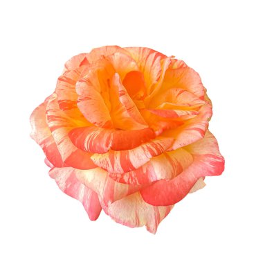 Çizgili Orange Pembe Çalı Gül Alfred Sisley çiçeği kesme yolu ile beyaz arka planda izole edildi. Kartlar, davetiyeler, posterler için çiçek tasarımı ögesi.