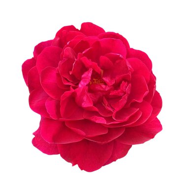 Beyaz arka planda izole edilmiş güzel pembe yaban gülü. Renkli morumsu çiçek ya da bahçe tasarımı unsurları. Üst manzara, düz yatak. Kartlar, davetiyeler, posterler için çiçek tasarımı ögesi.