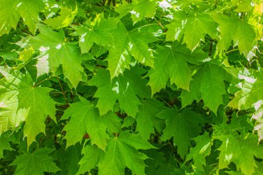 Akçaağaç yapraklarının yeşil soyut dokusu, doğal arka plan, yeşil yapraklar. Sonbahar akçaağaç yaprakları güneşte. Mevsimler. Arkaplan.