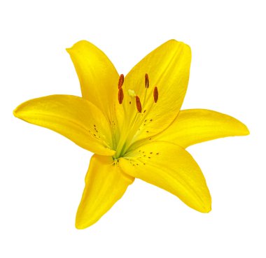 Parlak sarı zambak çiçeği kırpma yolu olan beyaz bir arkaplanda izole edilmiş. Kartlar, davetiyeler, posterler için çiçek tasarımı ögesi.