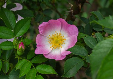 Yakın plan güzel çiçekli pembe Rosa Canina Köpek Gülü olarak da bilinir. Rosa Canina yeşil yaprakların üzerinde.
