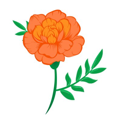 Beyaz arka planda yeşil yapraklı turuncu kadife çiçeğinin vektör çizimi. Dekorasyon ve tasarım için resim.