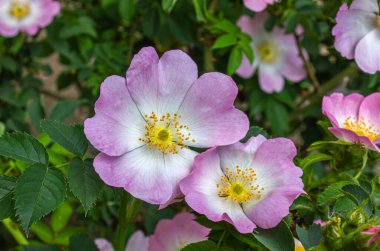 Köpek gülünün açık pembe çiçekleri, dallarda açan Rosa kaninası, güzel çalı çiçekleri, yeşil yapraklar..