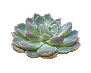 Pembe ve Yeşil Echeveria Succulent bitkileri beyaz arka planda kırpma yolu ile izole edilmiş. Güzel yeşil mor sulu Echeveria Lola soluk gri-mavi yapraklı.