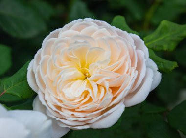 İngiliz gülü Abraham Darby botanik bahçesinde yeşil yapraklı arka planda. Doğal arkaplan.