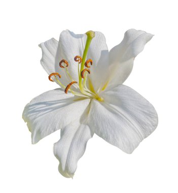 Beyaz Zambak çiçeği kırpma yolu olan beyaz bir arka planda izole edilmiş. Kartlar, davetiyeler, posterler için çiçek tasarımı ögesi.