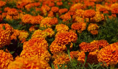 Çiçek tarlasında Cempasuchil çiçekleri. Meksika 'da ölü çiçeklerin günü. Geleneksel Cempasuchil (Marigold) çiçekleri Meksika 'da geleneksel sunaklar için kullanılır.
