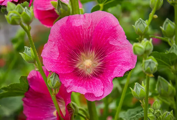 Bahçedeki Pembe Alcea Rosea gülhock çiçeğinin yakın çekimi. Tatiller, güzellik ve doğa için çiçek arkaplanı.
