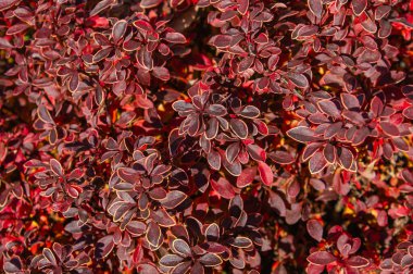 Berberis Thunbergii 'nin parlak güneş ışığı altında koyu kırmızı ve mor yeşilliklerinin üst görüntüsü. Doğal arkaplan dokusu.