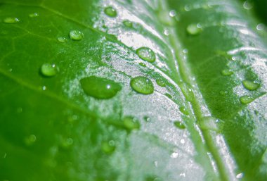 Yeşil Yaprak yüzeyine yakın çekim su damlaları, muz yaprağı arkaplanına yakın çekim yağmur damlası.