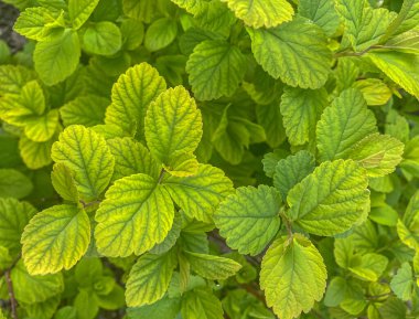 Physocarpus opulifolius Nugget ya da yeşil ve sarı yapraklı Ninebark yaprakları. Güzel Yaprak dokusu arkaplanı.