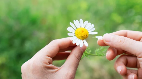 Woman Pulls Petals Daisy Know She Loved — Stock Photo, Image
