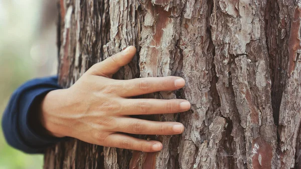 Woman\'s hand touches the trunk of the tree