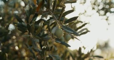 Meyveli zeytin ağacı