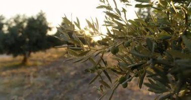 Meyveli zeytin ağacı