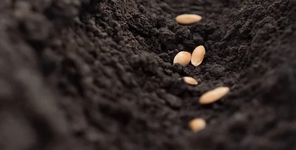 Melon seeds planting soil hole. Planting vegetable seeds soil ground dirt garden soil farm rows. Sowing seed of life plant earth closeup. Furrows earth garden. Agricultural concept. Planting concept