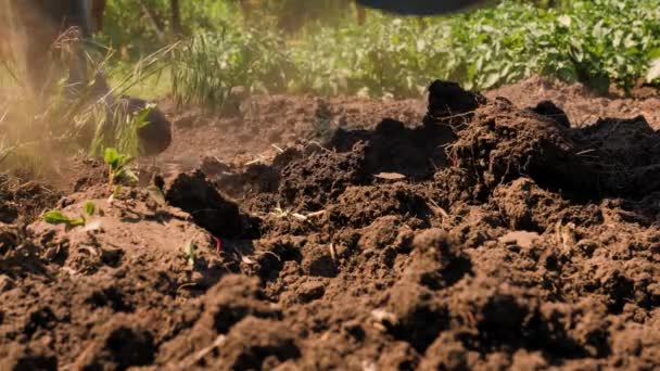 Farmer Digging Garden Spade Soil Shovel Digging Spade Grass Gardener — Stok Video