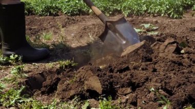 Farmer digging in garden spade soil shovel digging spade grass. Gardener digging soil preparation. Man shoveling dirt shovel in ground. Gardening. Tillage. Farming garden work in rubber boots farm