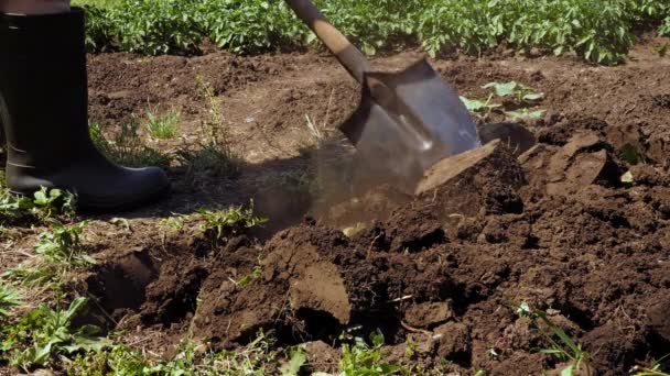 Farmer Digging Garden Spade Soil Shovel Digging Spade Grass Gardener — Video Stock