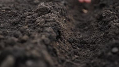 Planting farmer hand soil sowing seeds closeup. Farm hand seeds soiled hands gardener gardening work farm soil garden earth ground crops. Agriculture farm garden seed planting soil row sowing season