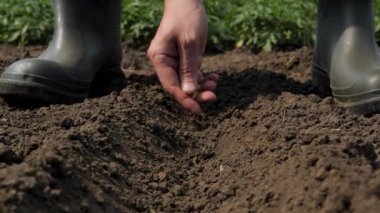 Sowing season. Planting farmer hand soil sowing seeds closeup. Farm hand seeds soiled hands gardener gardening work farm soil garden. Rubber boots. Agriculture farm garden seed planting soil row crops