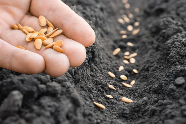 Planting Farmer Hand Soil Sowing Seeds Closeup Farm Hand Seeds Obrazek Stockowy