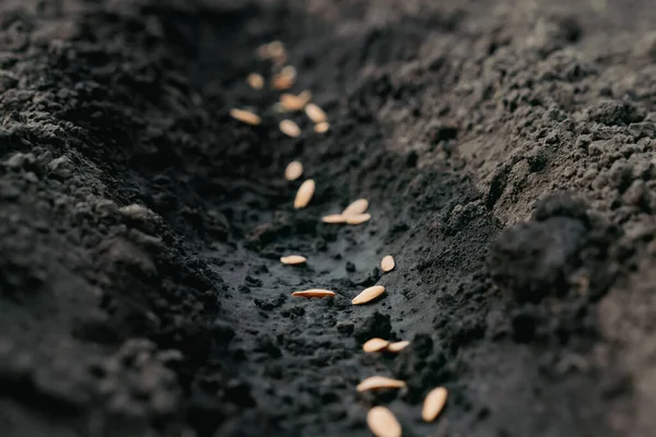 Sowing season. Sowing seeds closeup. Planting seeds soil ground earth garden soil farm garden ground. Agriculture planting vegetables. Seeding plant farm ground. Seedbed. Fertile land. Fertile ground