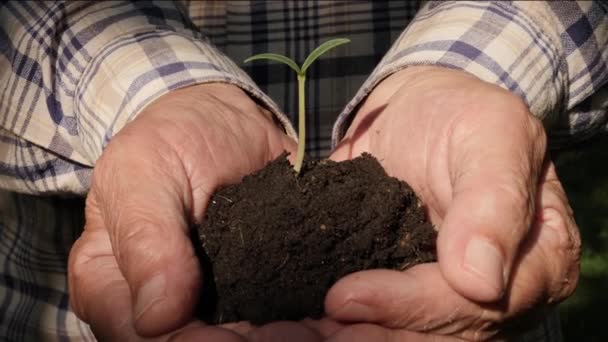 Green Sprout Plant Hands Full Fertile Soil Farmer Holding Plant — Stock video