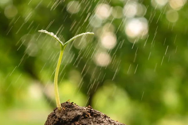 Spray drops water plant sprout soil plant seedling sprout. Watering seedling growing sprout. Young plant earth environment day earth garden background growth green garden rain drop green seedling soil