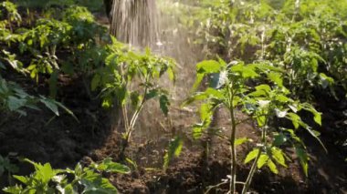Gardener watering plant tomato seedlings bush. Growing tomato sprout. Rubber boots. Backyard vegetable garden watering crops spraying plants garden hose water irrigation farm tomato garden irrigation
