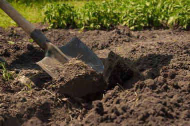 Çiftçilik çiftliği toprağı kazıyor bahçe küreği kazıyor toprak kazıyor. Toprak temizliyorum. Topraktaki bahçe küreği gevşek toprak hazırlığı. Arka bahçe aletleri. Bitki yetiştiriyorum. Gevşet