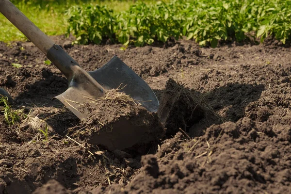 Farming Garden Work Farm Soil Digging Garden Spade Soil Shovel — Stock Photo, Image