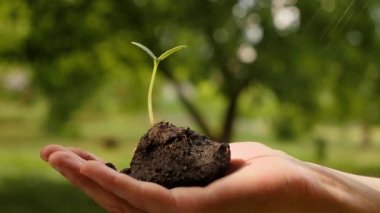 Sprey, elinde bitki sulama tohumu tutarak filizlenen yeşil filizleri düşürür. Tomurcuklanan toprak çevresi, tomurcuklanan toprak bahçesi yeşil fidan doğa. Eko