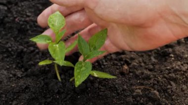 Sprey su yeşili filizlenir filizlenen tomurcuklar, tomurcuk tomurcukları elle sulandırır. Bahar tarımı. Tomurcuklanan tomurcuk tomurcuklanan genç bitki çevresi.