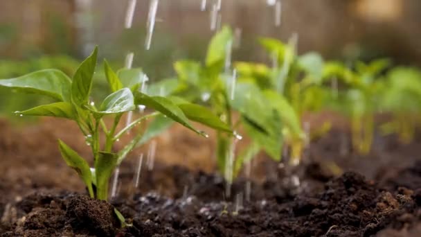 Ogrodnictwo Ogród Szklarniowy Podlewanie Sadzonki Uprawy Uprawy Sadzenie Warzyw Sadzenie — Wideo stockowe