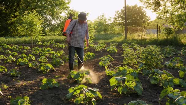 Old Farmer Farm Spraying Pesticide Sprayer Garden Farm Vegetable Garden — Stock Video