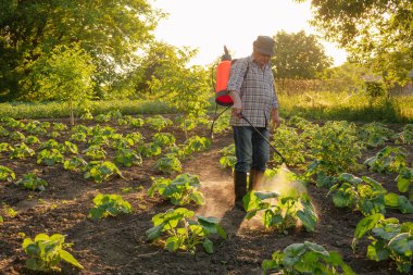 Yaşlı çiftçi böcek ilacı püskürtüyor bahçe sebze bahçesi ilaçlama bitkisi ilaçlıyor. Sırt çantası spreycisi bahçıvan çiftçi böcek ilacı püskürtüyor. Sırt çantası spreyi çiftçi herbisit