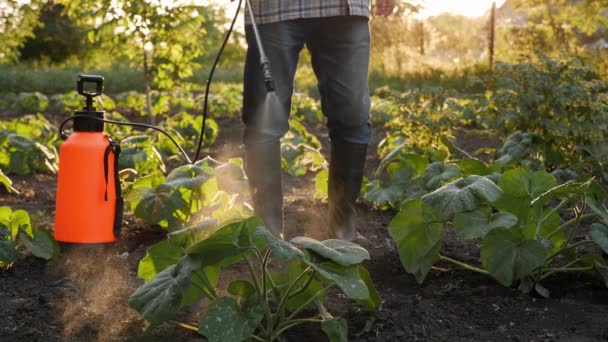 農家は農薬散布庭農場の野菜園は作物保護植物のフィールドの行を噴霧します 殺虫剤を散布する農業肥料 除草剤だ 殺菌剤だ バックパック噴霧器 Knapack — ストック動画