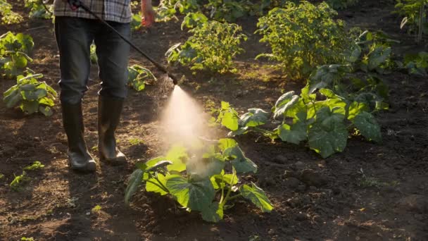 Plantation Field Working Farmer Spraying Pesticide Sprayer Garden Farm Backyard — Stock Video