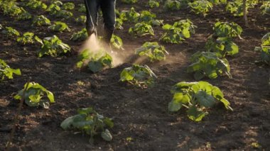Çiftçi böcek ilacı püskürtüyor bahçe sebze bahçesi ilaçlıyor mahsul koruması tarlaları sıralıyor. Tarım gübresi, böcek ilacı püskürtüyor. Herbisit. Mantar ilacı