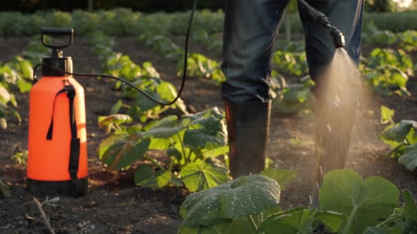 Çiftçi Böcek Ilacı Püskürtüyor Bahçe Sebze Bahçesi Ilaçlıyor Mahsul Koruması — Stok video